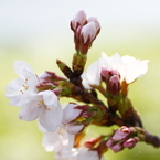 桜のつぼみ