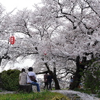 土手の桜２