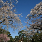 皇居乾通り一般公開　桜並木