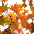 紅葉グラデーション