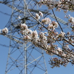 桜＆耐張鉄塔
