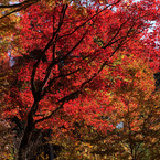 20091104-DSC08225b