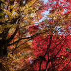 20091104-DSC08227b