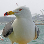 クチバシ