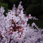 今が満開！信貴山の桜。