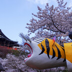 信貴山朝護孫子寺の春