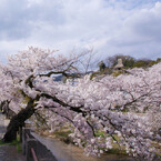 芦屋川と桜