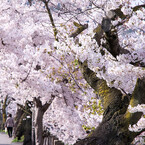 芦屋川と桜