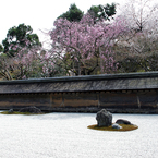 石庭と桜と