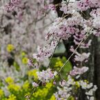枝垂れ桜と菜の花