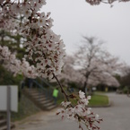 豊公園の桜