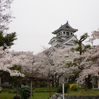 豊公園の桜