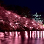 夜桜絢爛