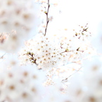 桜 *