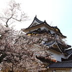 桜と彦根城