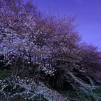 purple