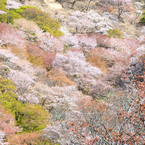 吉野山_03_滝桜