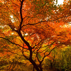 紅葉２
