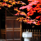 紅葉3