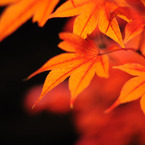 紅葉4