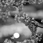 桜の思い出