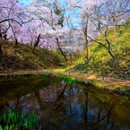 鏡桜