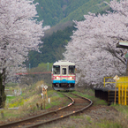 桜鉄～＊