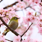 春を感じて