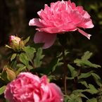 旬の花牡丹２