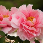 旬の花牡丹３