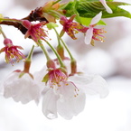 桜蘂降る