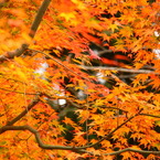 極楽寺山の紅葉