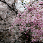 二ヶ領用水-雨に濡れる桜(III)