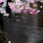 二ヶ領用水-雨に濡れる桜(IV)