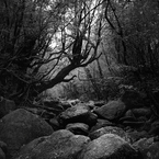 dense forest