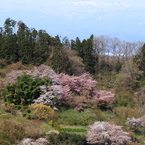 東北の春