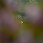 八重桜