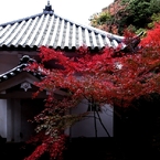 京都・永観堂の紅葉