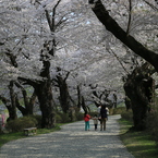 桜のトンネルナウ