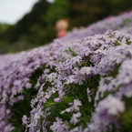 近所の芝桜2