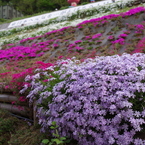 近所の芝桜3