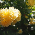 もっこう薔薇