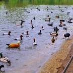水鳥だらけ