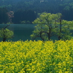 春の北竜湖