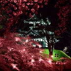 夜桜