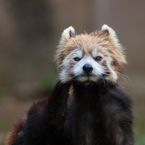 red panda