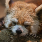 red panda
