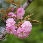 桜色・いろいろ24