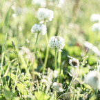 Small　Life