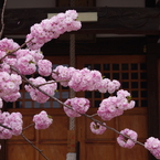 桜色・いろいろ26